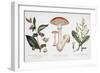 Common Poisonous Plants, C.1890-null-Framed Giclee Print