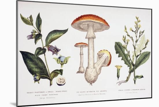 Common Poisonous Plants, C.1890-null-Mounted Giclee Print