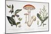 Common Poisonous Plants, C.1890-null-Mounted Giclee Print