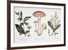 Common Poisonous Plants, C.1890-null-Framed Giclee Print