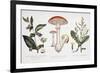 Common Poisonous Plants, C.1890-null-Framed Giclee Print