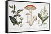Common Poisonous Plants, C.1890-null-Framed Stretched Canvas