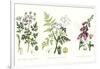 Common Poisonous Plants, C.1890-null-Framed Giclee Print