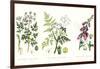 Common Poisonous Plants, C.1890-null-Framed Giclee Print