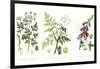 Common Poisonous Plants, C.1890-null-Framed Giclee Print