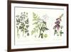 Common Poisonous Plants, C.1890-null-Framed Giclee Print