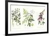 Common Poisonous Plants, C.1890-null-Framed Giclee Print