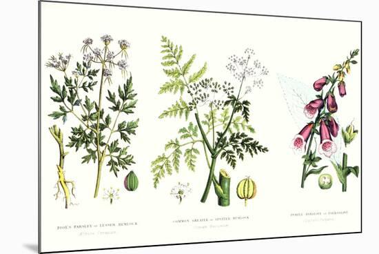 Common Poisonous Plants, C.1890-null-Mounted Giclee Print