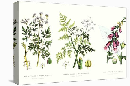 Common Poisonous Plants, C.1890-null-Stretched Canvas