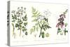 Common Poisonous Plants, C.1890-null-Stretched Canvas