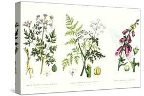 Common Poisonous Plants, C.1890-null-Stretched Canvas