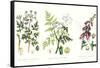 Common Poisonous Plants, C.1890-null-Framed Stretched Canvas