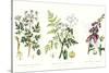 Common Poisonous Plants, C.1890-null-Stretched Canvas
