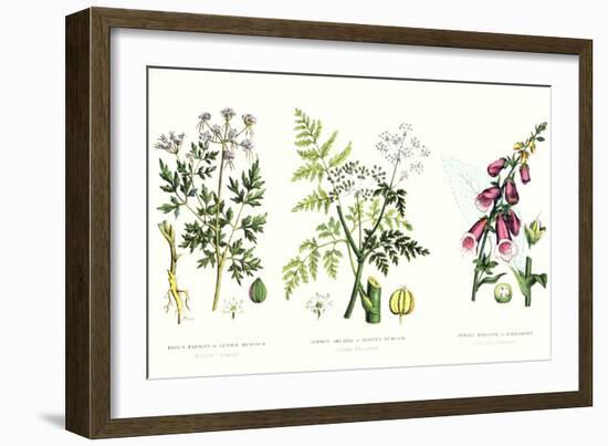 Common Poisonous Plants, C.1890-null-Framed Giclee Print