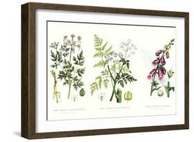 Common Poisonous Plants, C.1890-null-Framed Giclee Print