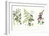 Common Poisonous Plants, C.1890-null-Framed Giclee Print