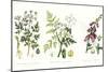 Common Poisonous Plants, C.1890-null-Mounted Giclee Print