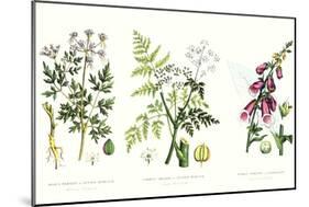 Common Poisonous Plants, C.1890-null-Mounted Giclee Print