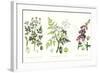 Common Poisonous Plants, C.1890-null-Framed Giclee Print