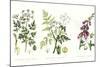 Common Poisonous Plants, C.1890-null-Mounted Giclee Print