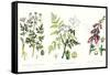 Common Poisonous Plants, C.1890-null-Framed Stretched Canvas