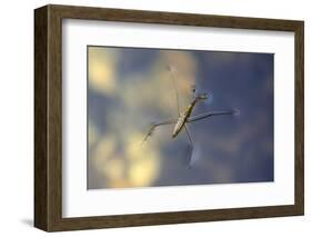 Common Pond Skater - Water Strider (Gerris Lacustris) On Water. New Forest, UK, July-Colin Varndell-Framed Photographic Print