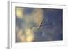 Common Pond Skater - Water Strider (Gerris Lacustris) On Water. New Forest, UK, July-Colin Varndell-Framed Photographic Print