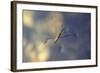 Common Pond Skater - Water Strider (Gerris Lacustris) On Water. New Forest, UK, July-Colin Varndell-Framed Photographic Print