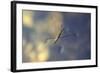 Common Pond Skater - Water Strider (Gerris Lacustris) On Water. New Forest, UK, July-Colin Varndell-Framed Photographic Print