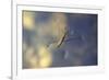 Common Pond Skater - Water Strider (Gerris Lacustris) On Water. New Forest, UK, July-Colin Varndell-Framed Photographic Print