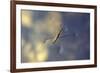 Common Pond Skater - Water Strider (Gerris Lacustris) On Water. New Forest, UK, July-Colin Varndell-Framed Photographic Print