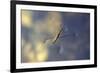 Common Pond Skater - Water Strider (Gerris Lacustris) On Water. New Forest, UK, July-Colin Varndell-Framed Photographic Print