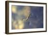 Common Pond Skater - Water Strider (Gerris Lacustris) On Water. New Forest, UK, July-Colin Varndell-Framed Photographic Print