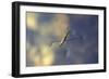 Common Pond Skater - Water Strider (Gerris Lacustris) On Water. New Forest, UK, July-Colin Varndell-Framed Photographic Print