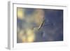 Common Pond Skater - Water Strider (Gerris Lacustris) On Water. New Forest, UK, July-Colin Varndell-Framed Photographic Print