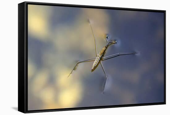 Common Pond Skater - Water Strider (Gerris Lacustris) On Water. New Forest, UK, July-Colin Varndell-Framed Stretched Canvas