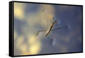 Common Pond Skater - Water Strider (Gerris Lacustris) On Water. New Forest, UK, July-Colin Varndell-Framed Stretched Canvas