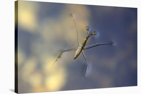 Common Pond Skater - Water Strider (Gerris Lacustris) On Water. New Forest, UK, July-Colin Varndell-Stretched Canvas