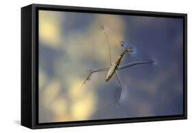 Common Pond Skater - Water Strider (Gerris Lacustris) On Water. New Forest, UK, July-Colin Varndell-Framed Stretched Canvas