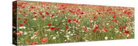 Common Poppies and Scentless Mayweed in Meadow-null-Stretched Canvas