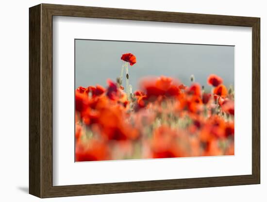 Common poppies backlit, Crantock, Newquay, Cornwall, UK-Ross Hoddinott-Framed Photographic Print
