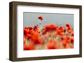 Common poppies backlit, Crantock, Newquay, Cornwall, UK-Ross Hoddinott-Framed Photographic Print