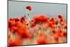 Common poppies backlit, Crantock, Newquay, Cornwall, UK-Ross Hoddinott-Mounted Photographic Print