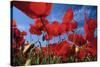 Common Poppies Close Up of Cluster in Field-null-Stretched Canvas