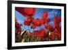 Common Poppies Close Up of Cluster in Field-null-Framed Photographic Print