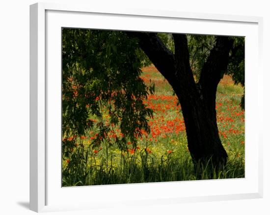 Common Poppies Flowering, Huesca Province, Aragon Region, Spain-Inaki Relanzon-Framed Photographic Print