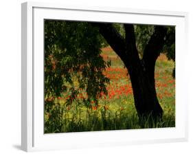 Common Poppies Flowering, Huesca Province, Aragon Region, Spain-Inaki Relanzon-Framed Photographic Print