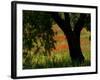 Common Poppies Flowering, Huesca Province, Aragon Region, Spain-Inaki Relanzon-Framed Photographic Print