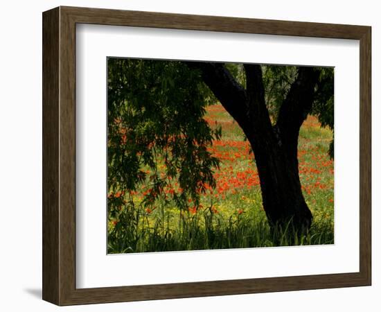 Common Poppies Flowering, Huesca Province, Aragon Region, Spain-Inaki Relanzon-Framed Photographic Print