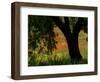 Common Poppies Flowering, Huesca Province, Aragon Region, Spain-Inaki Relanzon-Framed Photographic Print